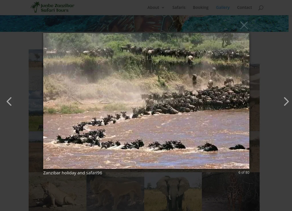 Junbe Safari Website Design - Section 6